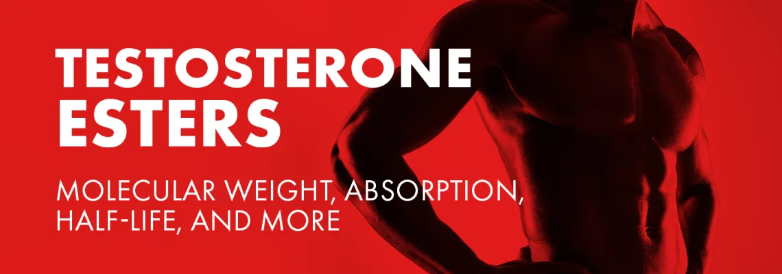 Understanding Testosterone Esters: Molecular Weight, Absorption, Half-Life, and More